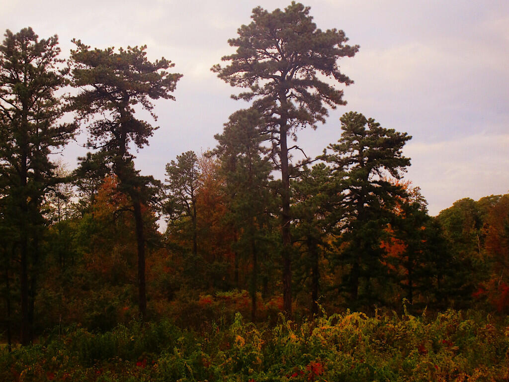 Photo: Autumns Color