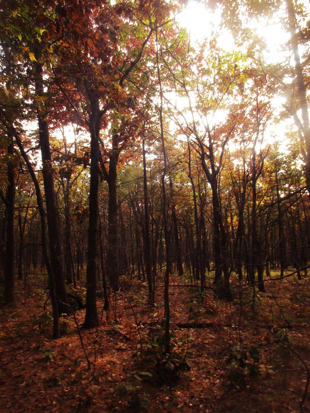 Photo: Burned Hardwood Section Reminds Me Of Allegheny Woods