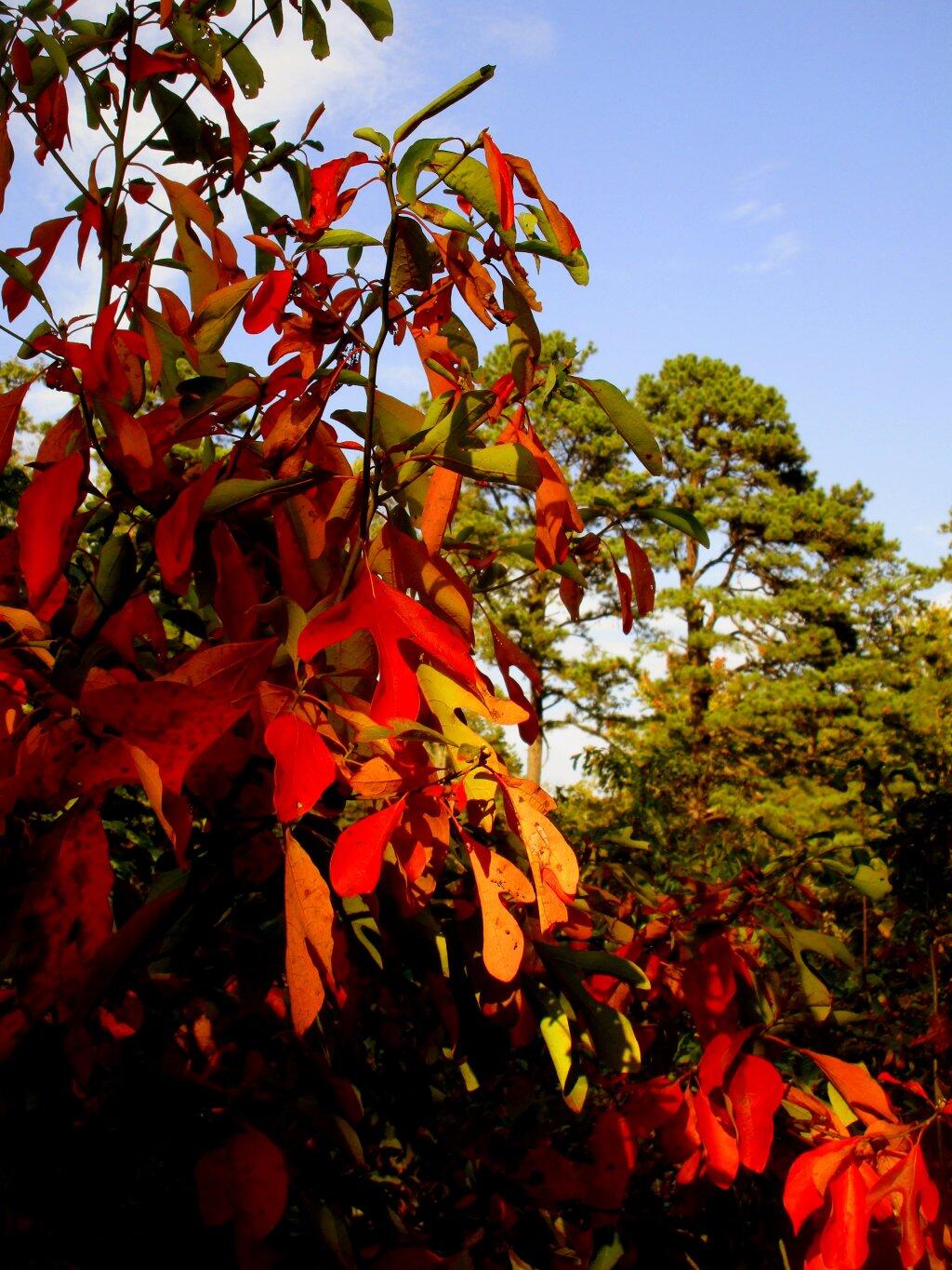 Photo: Changing Of The Seasons Photo: Changing Of The Seasons
