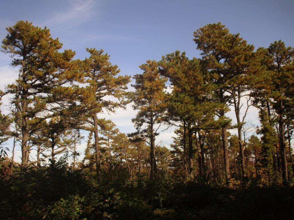 Photo: Pitch Pine Forest