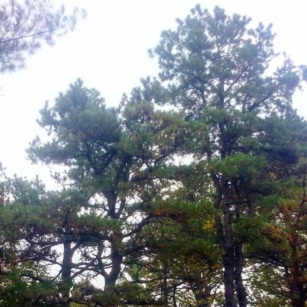 Photo: Pitch Pine on Coal Knob