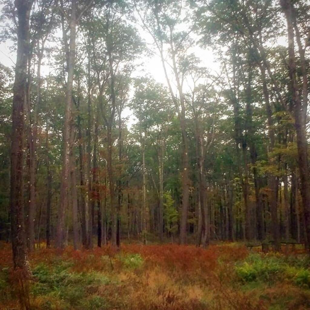 Photo: It's fascinating how many different types of forest cover you can find around Jake's Rock and Coal Knob