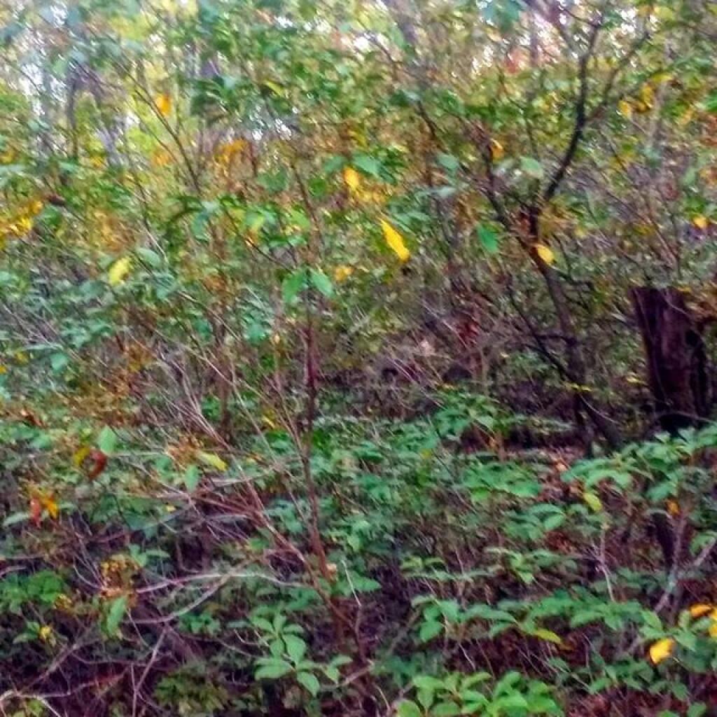 Photo: Mountain Laurel