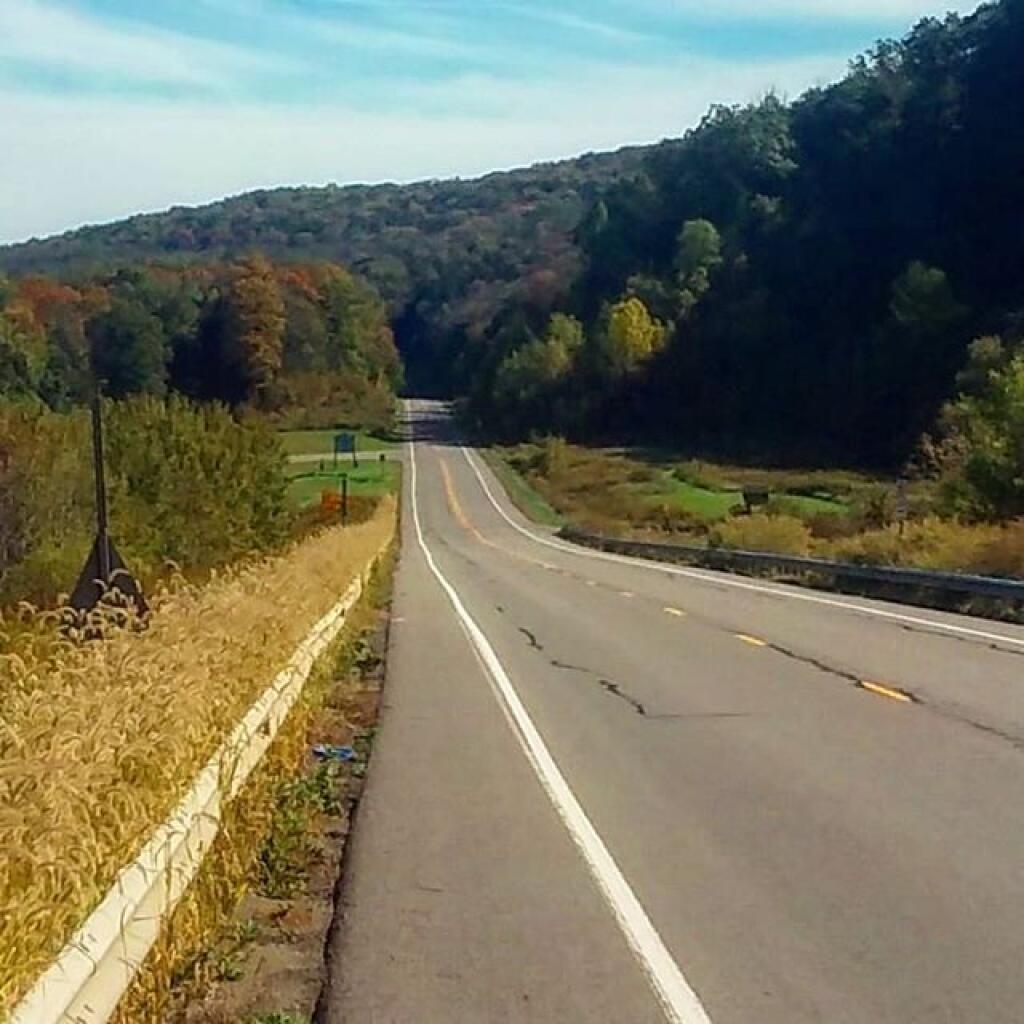 Photo: There's a bunch of dead ash trees on the hills all over Western Pennsylvania