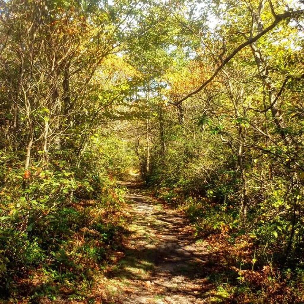 Photo: Trail