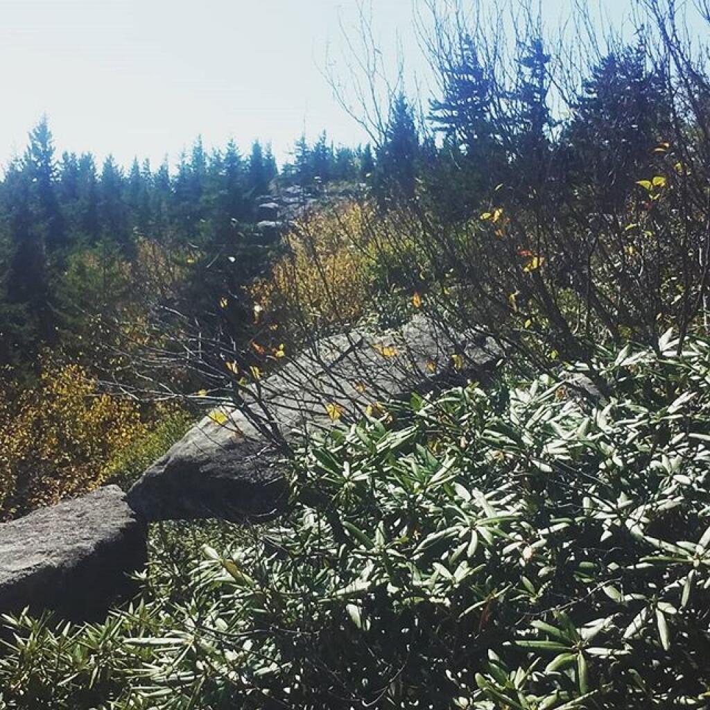 Photo: Mountain Laurel Photo: Mountain Laurel