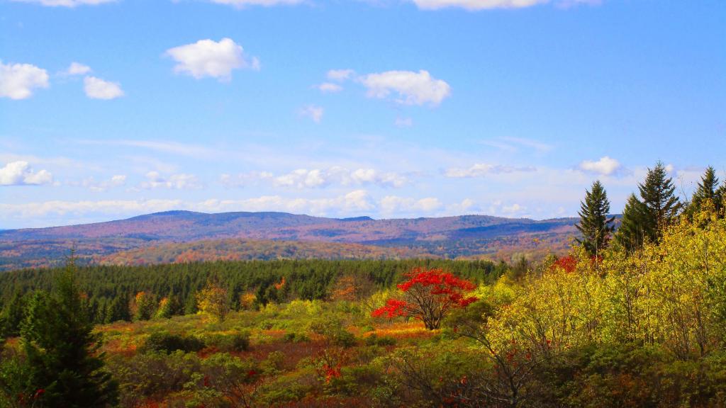 Photo: Sea of reds and yellow