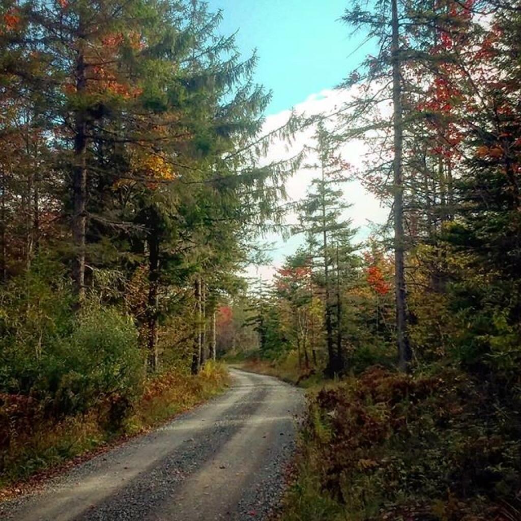 Photo: The Mon website says that the forest contains, 
