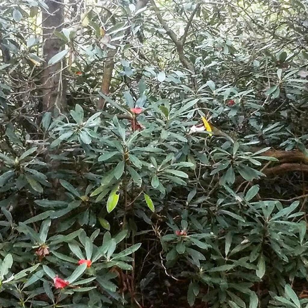 Photo: I'll miss the thick Mountain Laurel Photo: I'll miss the thick Mountain Laurel