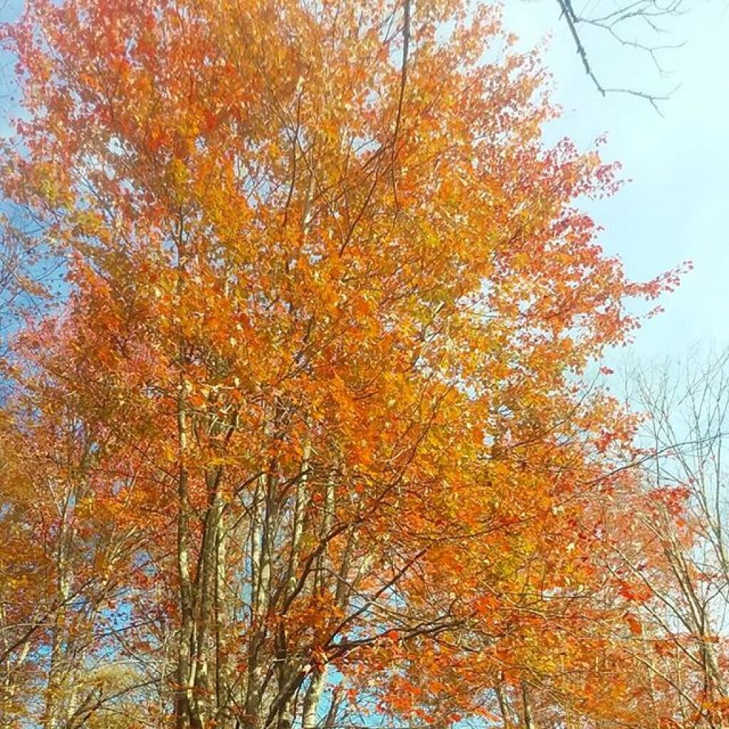 Photo: Autumn Photo: Autumn