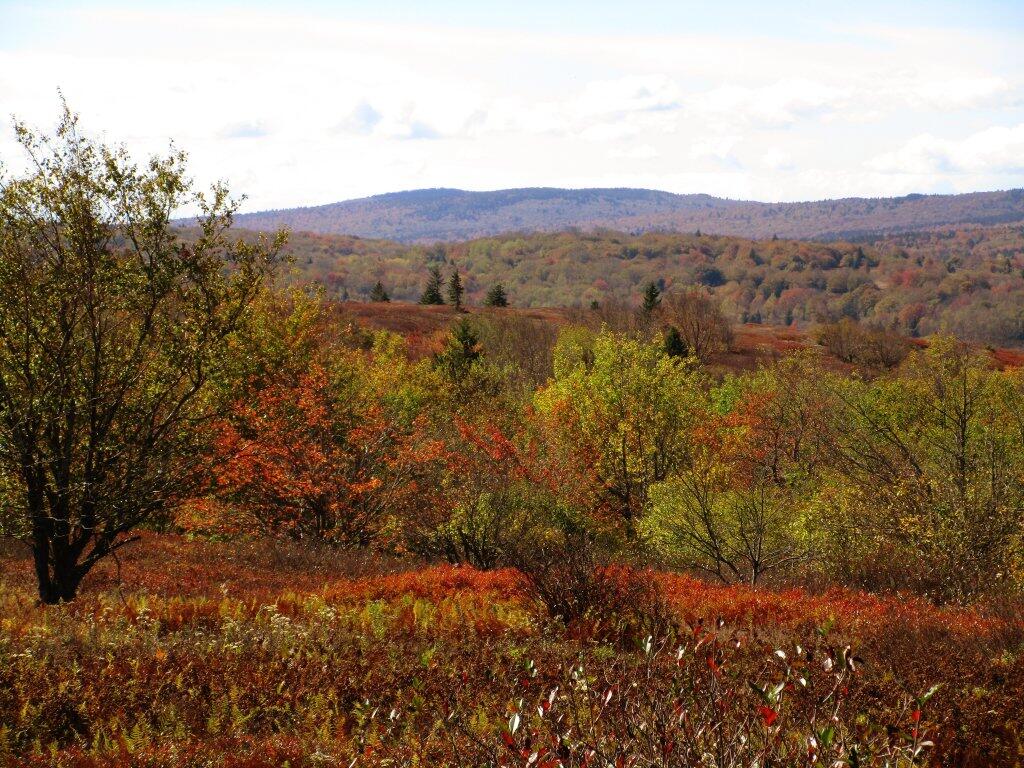 Photo: Afternoon Walk At Dolly Sods