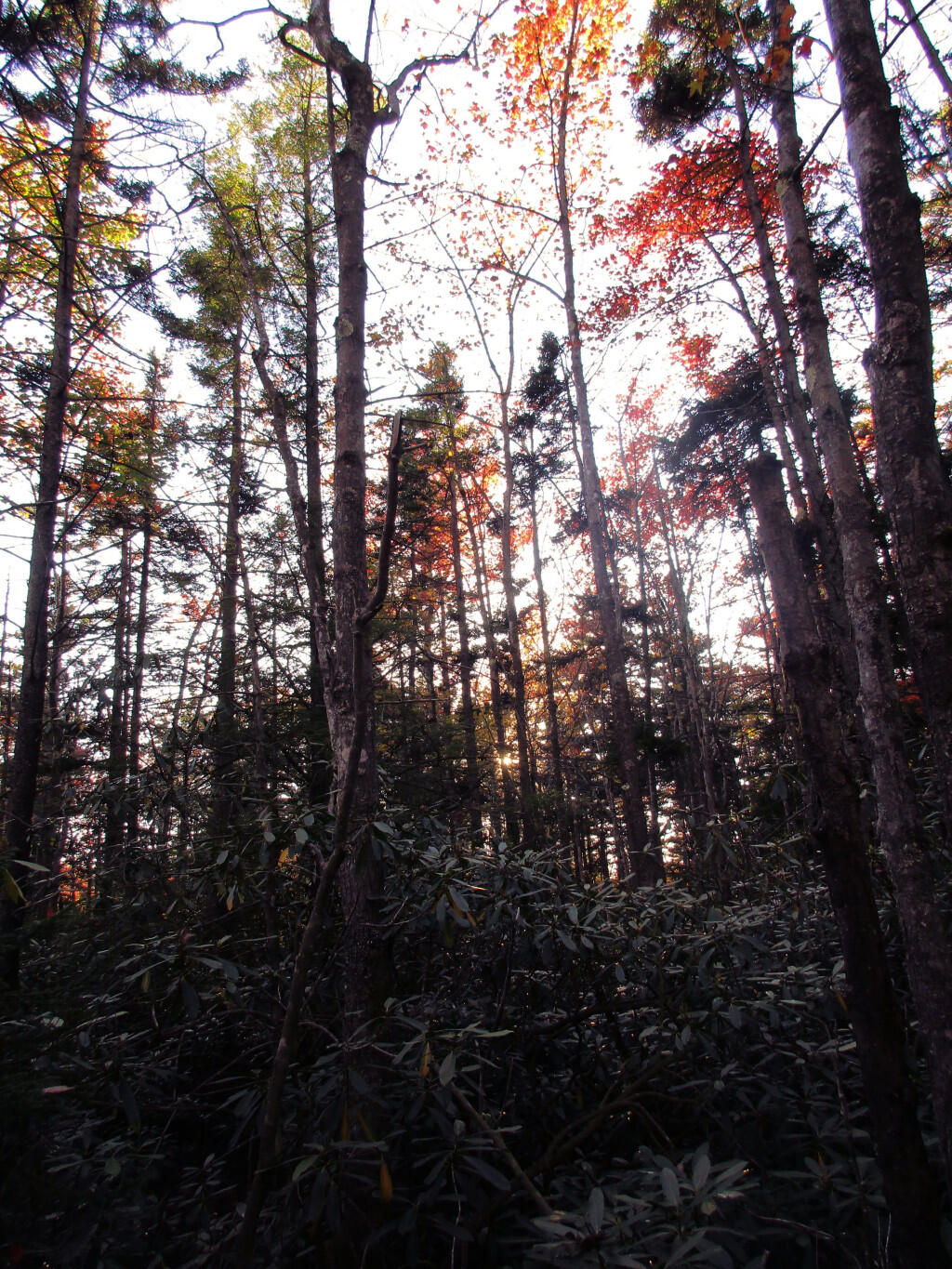 Photo: Mountain Laurel - Birch - Maple Forest