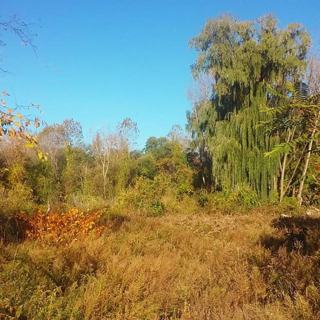 Photo: Proposed site of the Rapp Road Crossgates Development