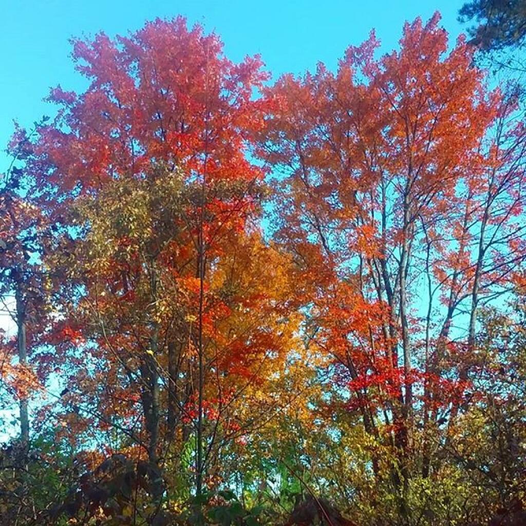 Photo: Maples