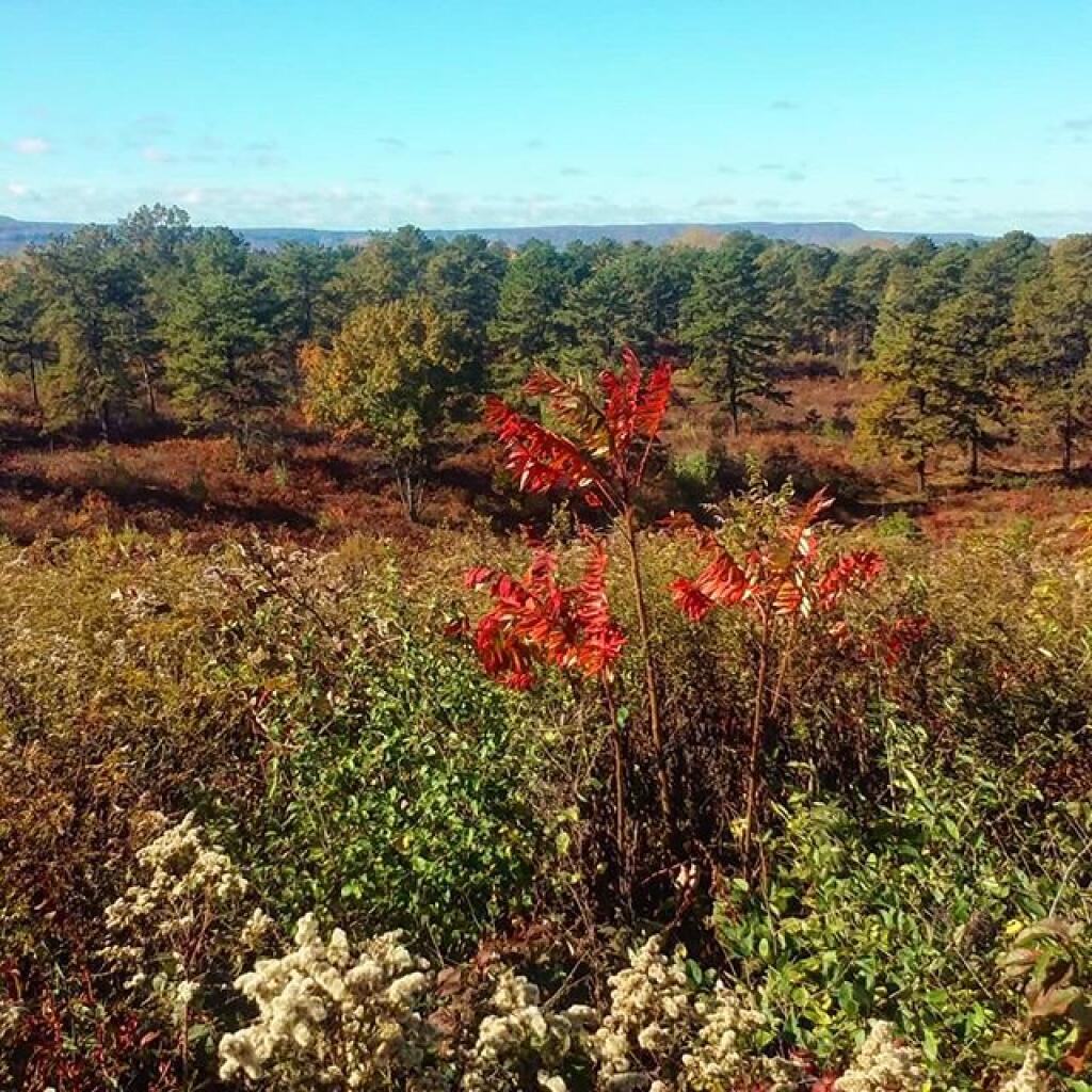 Photo: From Blueberry Hill