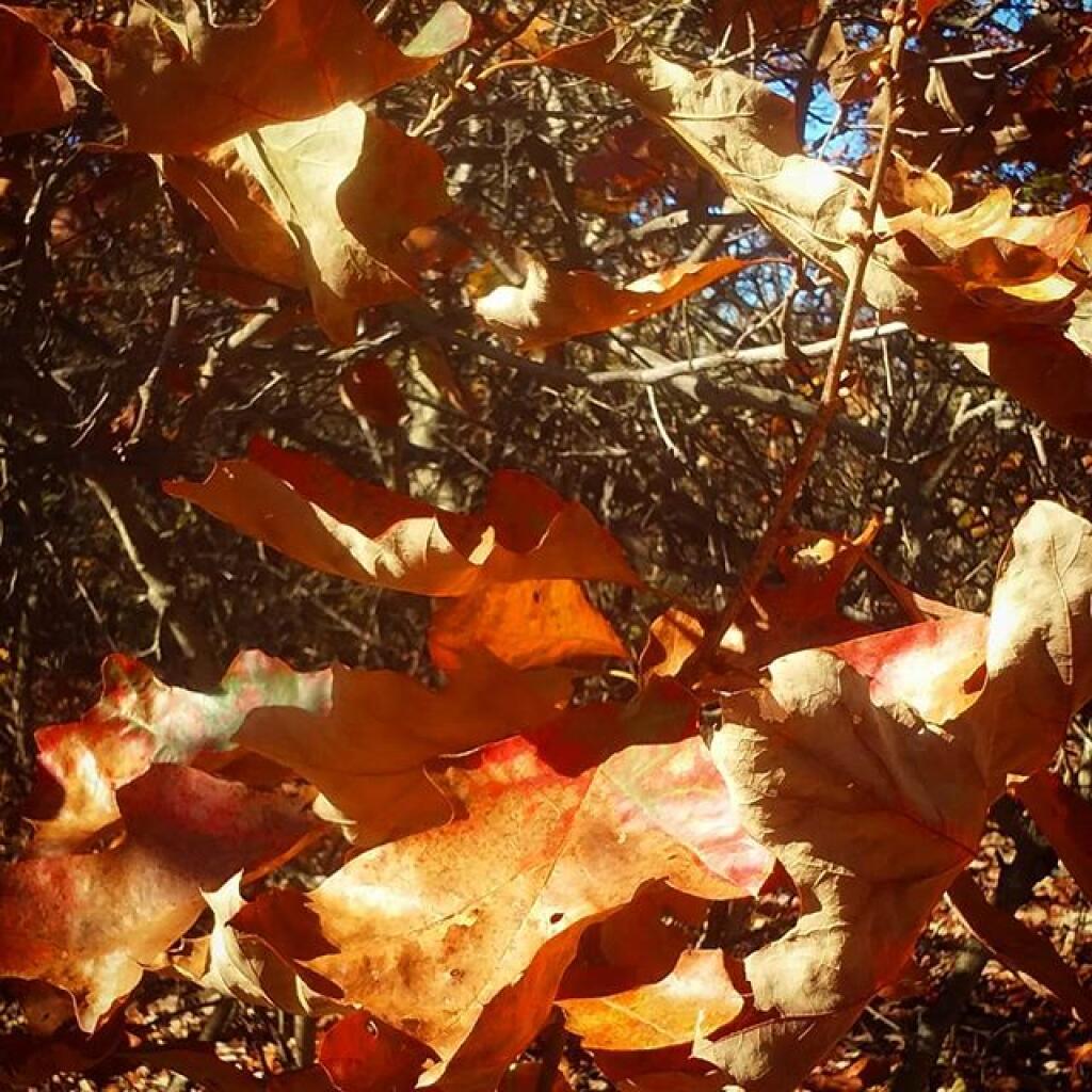 Photo: Oak Photo: Oak