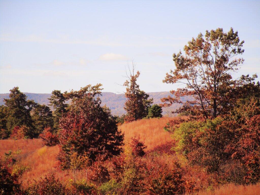 Photo: Autumn In The Pine Bush