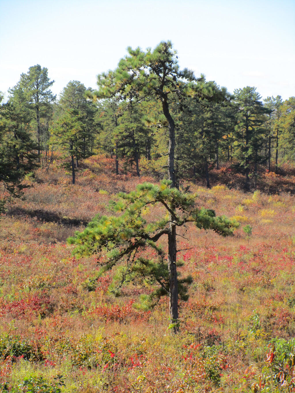 Photo: Pitch Pine