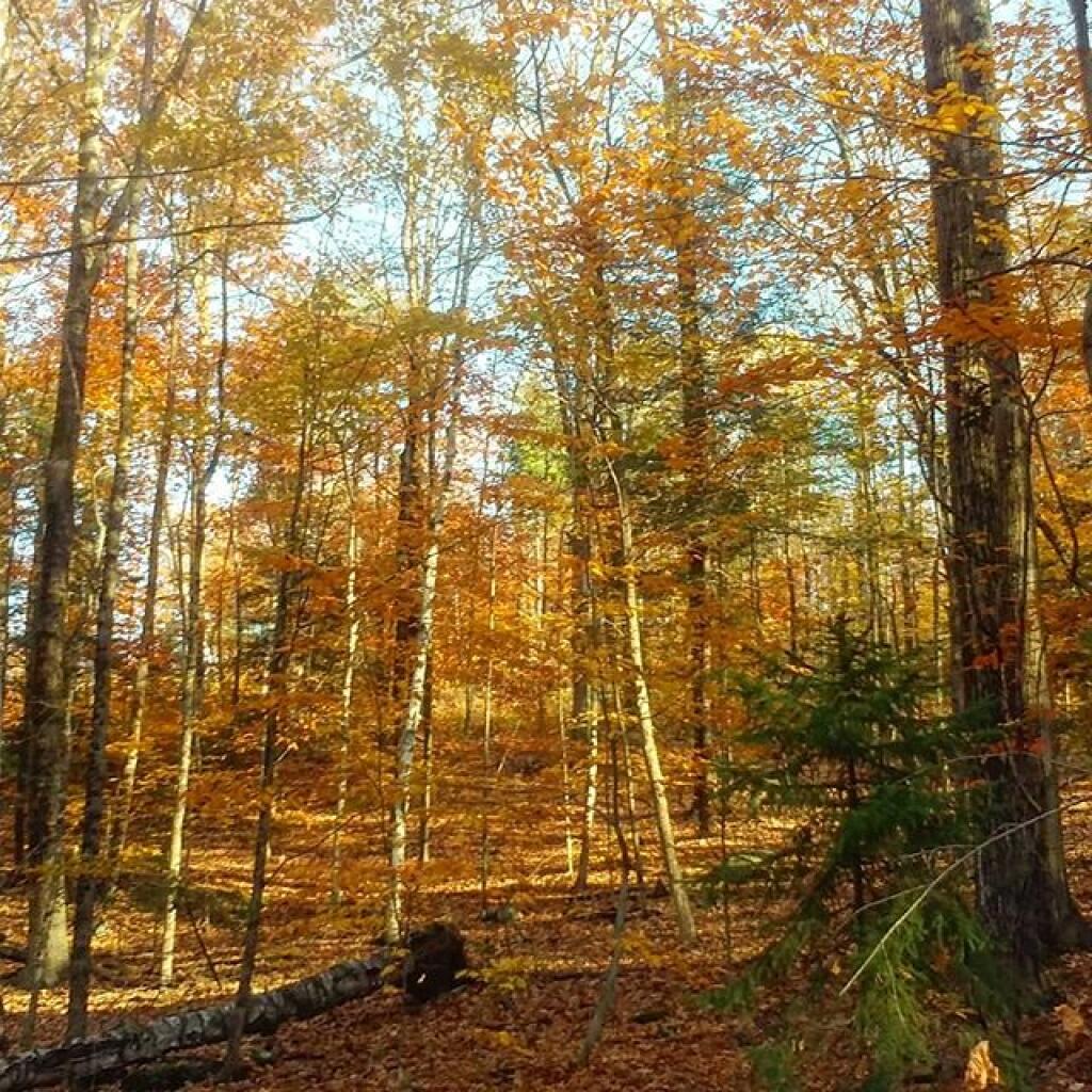 Photo: Hurry fast, colors won't last Photo: Hurry fast, colors won't last