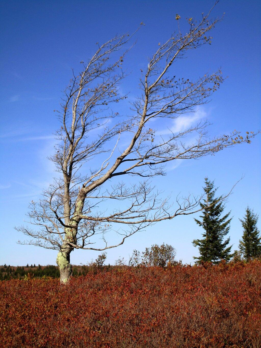 Photo: Wind Transforms Landscapes Photo: Wind Transforms Landscapes