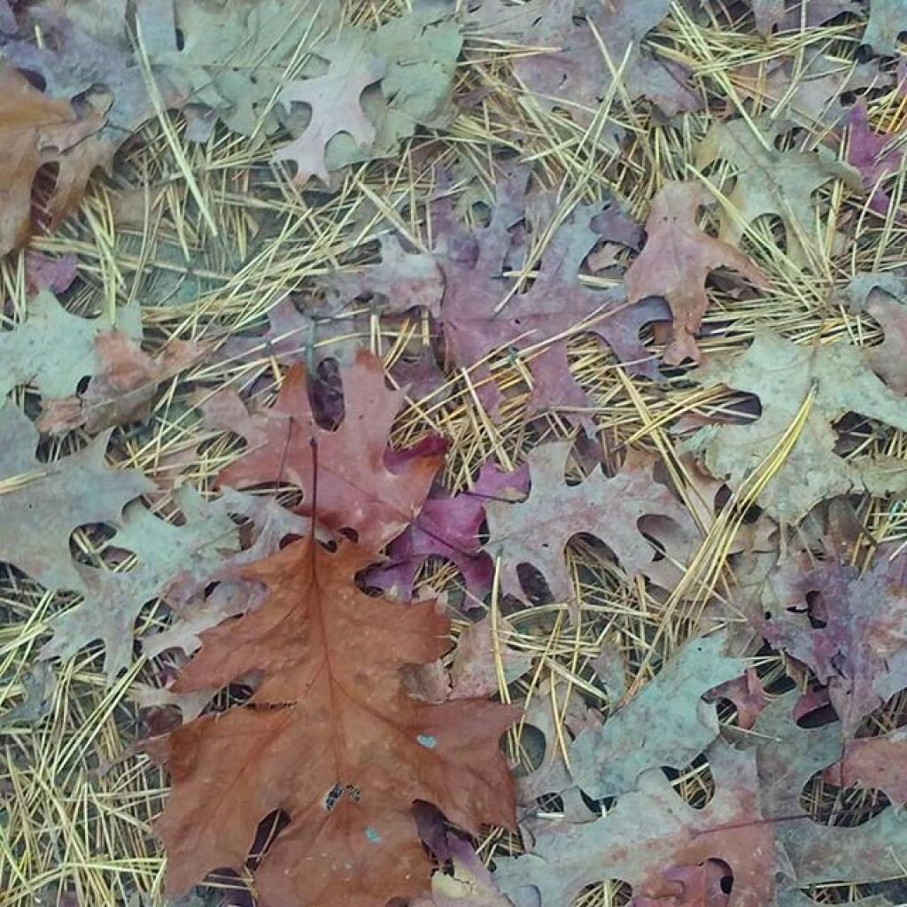 Photo: Oak