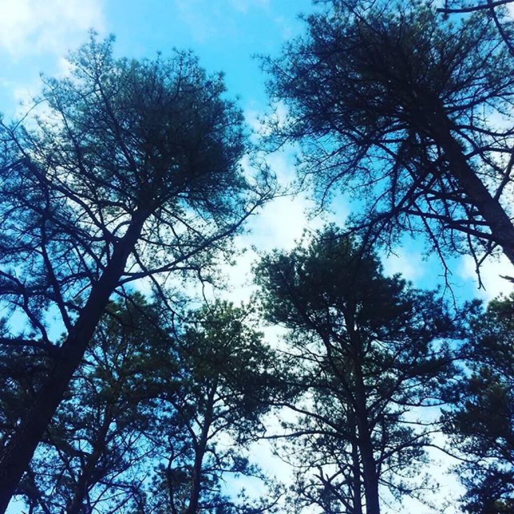 Photo: Swaying in the wind