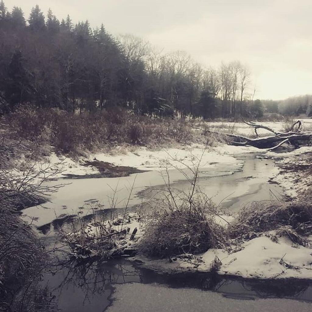 Photo: Walked back to the swamp Photo: Walked back to the swamp
