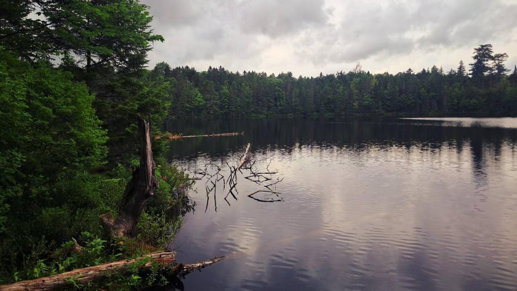 Photo: Buggy and Gray at Icehouse Pond