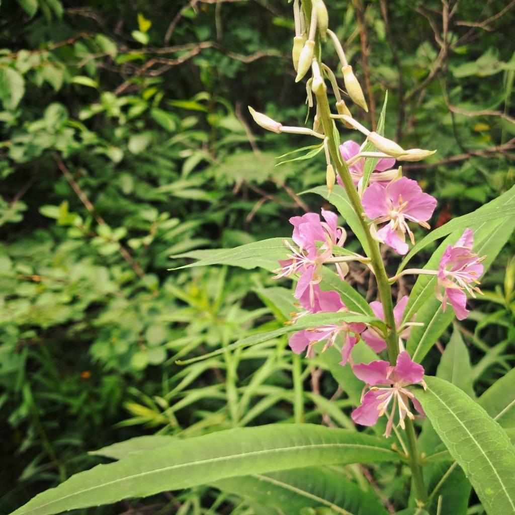 Photo: Fireweed