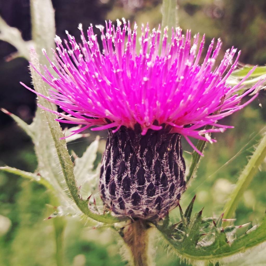 Photo: Bull Thistle