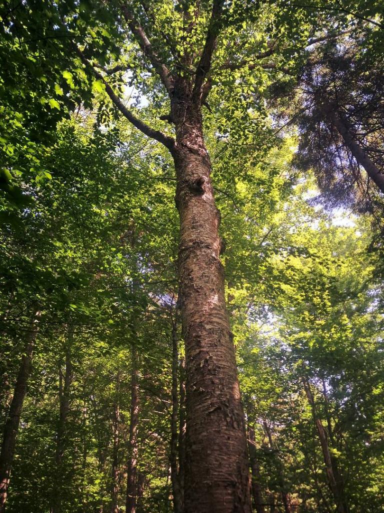 Photo: Giants Hiking Mitchells Pond Mountain