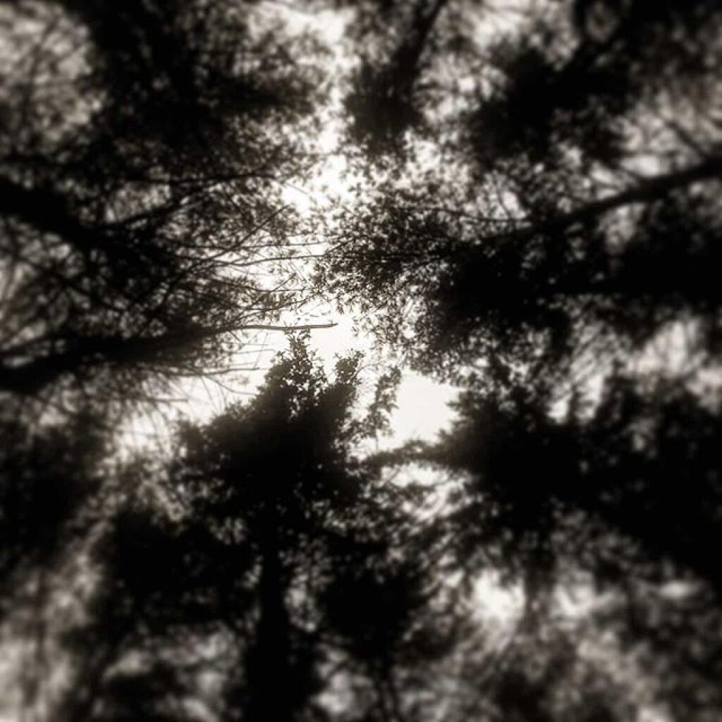 Photo: Looking up