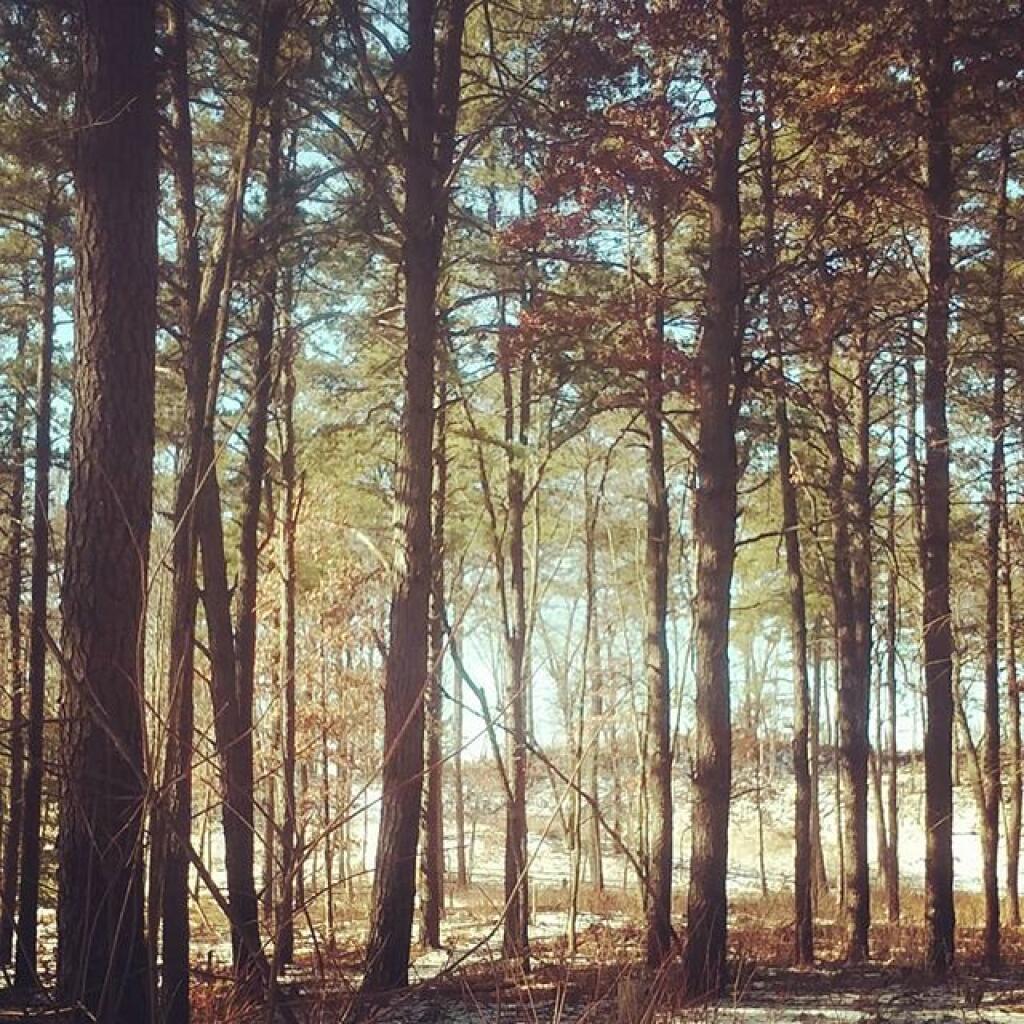 Photo: Looking through the woods Photo: Looking through the woods
