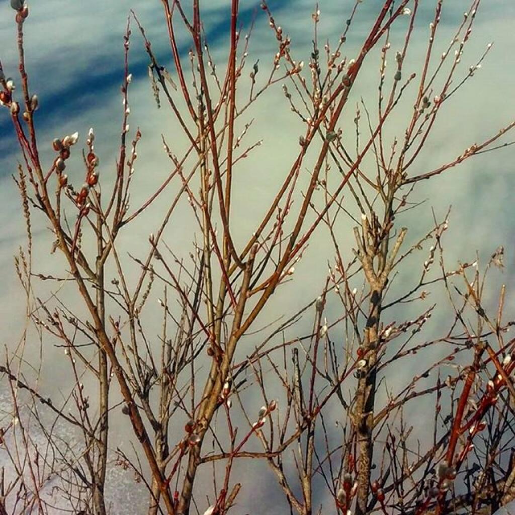 Photo: Pussy Willows are just starting Photo: Pussy Willows are just starting