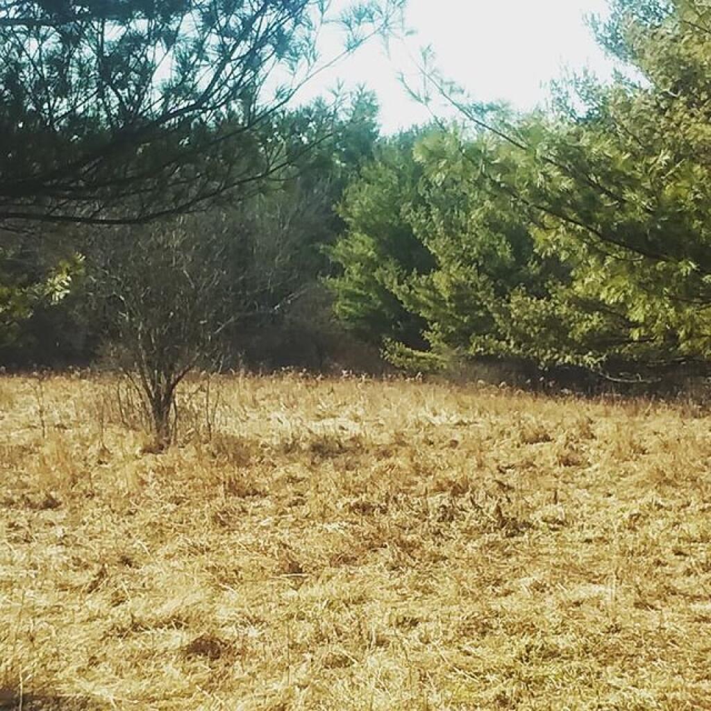 Photo: Being monitored by curious White Tail Photo: Being monitored by curious White Tail