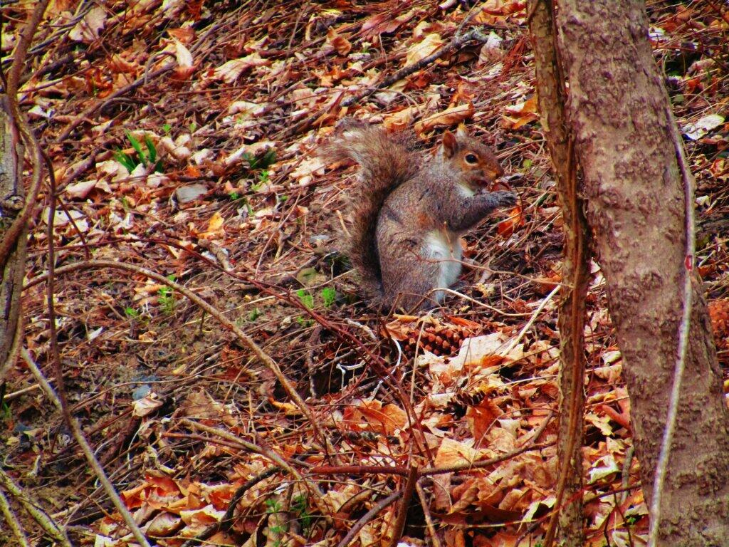 Photo: Squirel