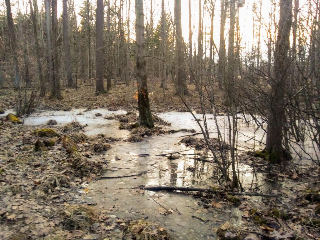 Photo: Walking along the back trail I spotted this vernal pond
