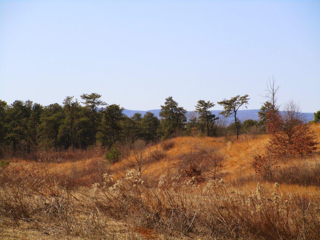 Photo: Midday At Blueberry Hill