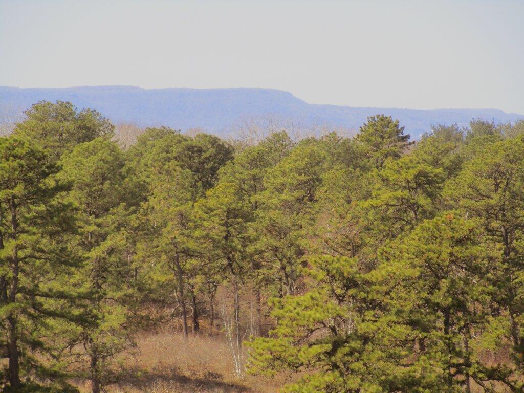 Photo: Pitch Pine Forest Photo: Pitch Pine Forest