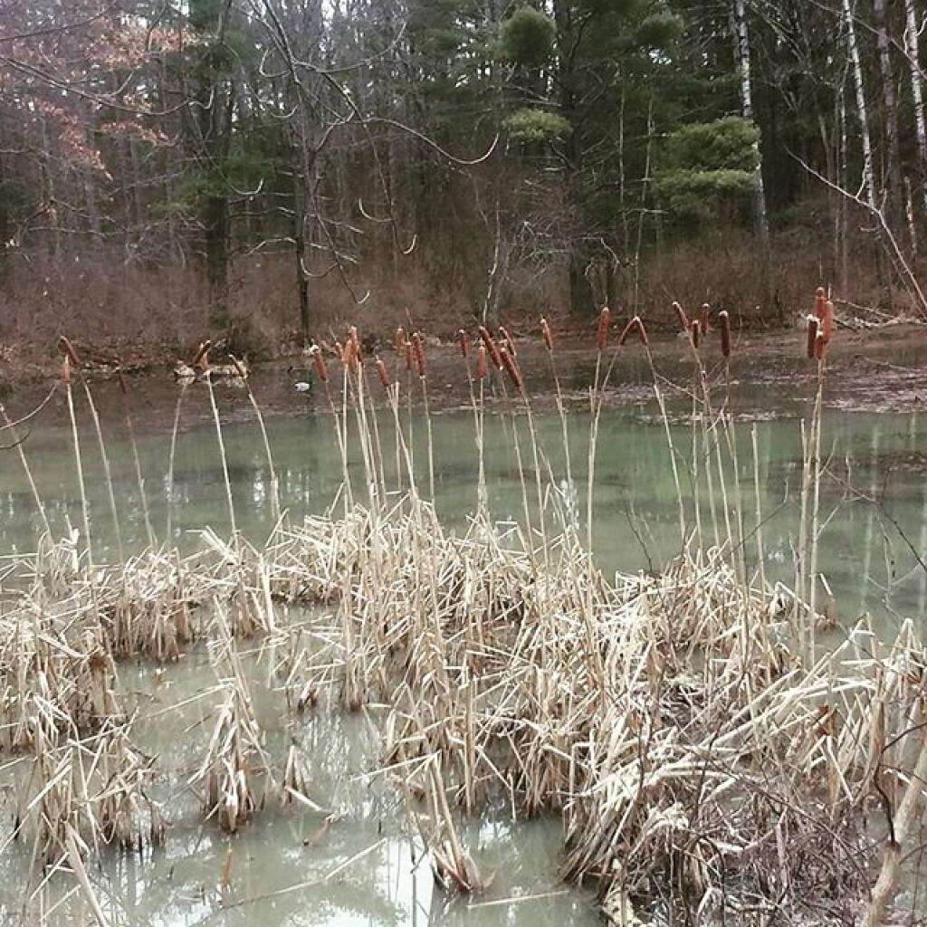 Photo: No spring peepers today Photo: No spring peepers today
