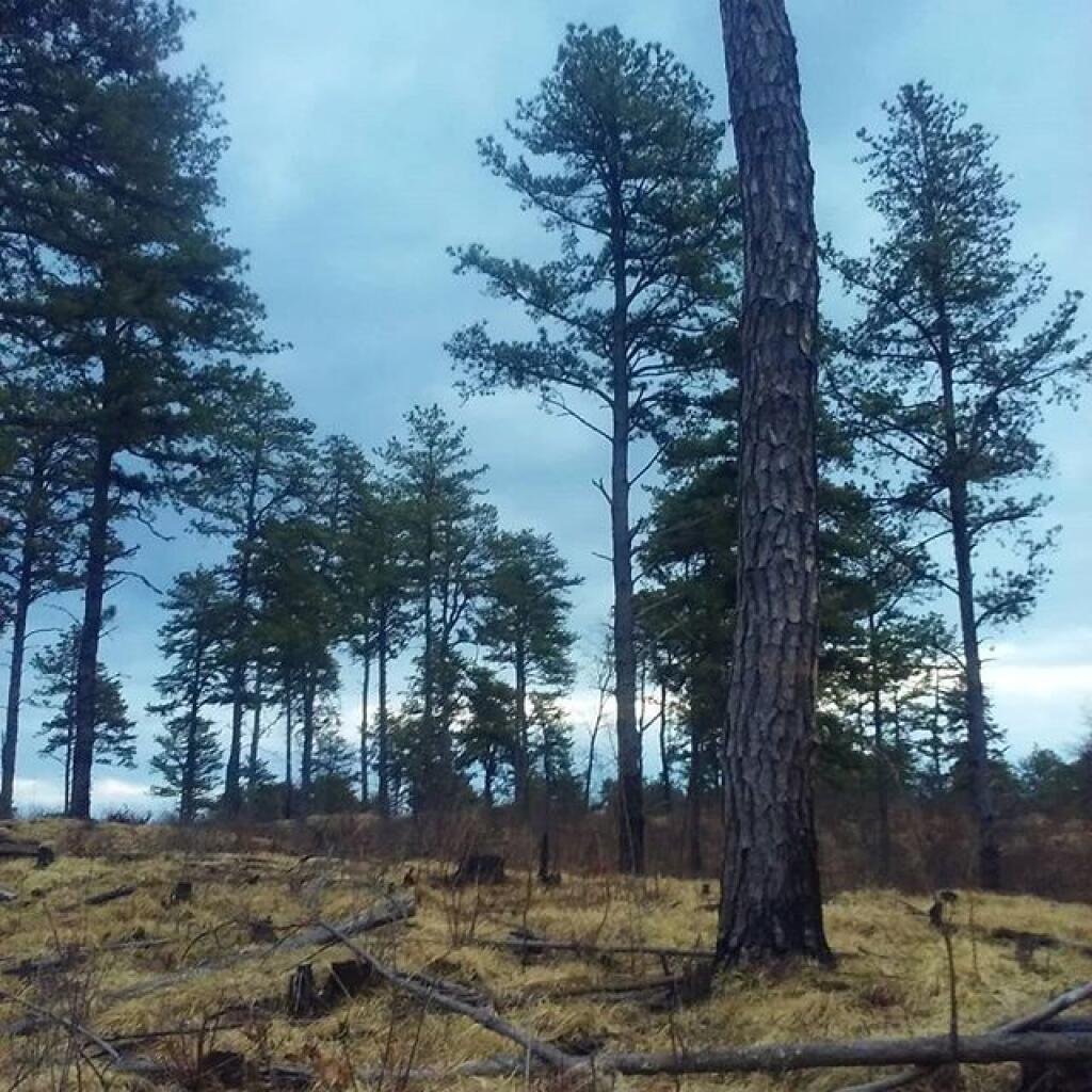 Photo: The land of the pines