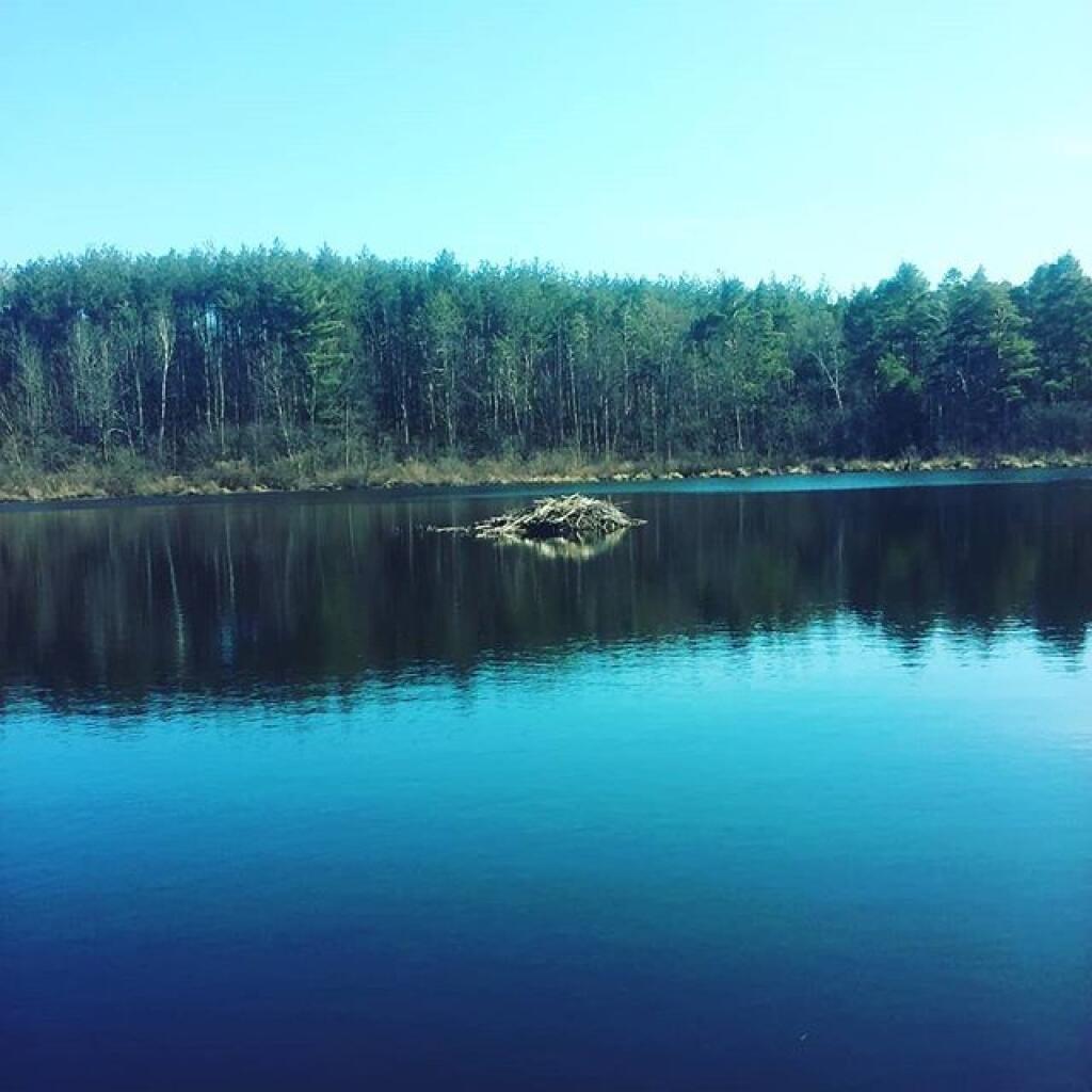 Photo: Beaver Lodge Photo: Beaver Lodge