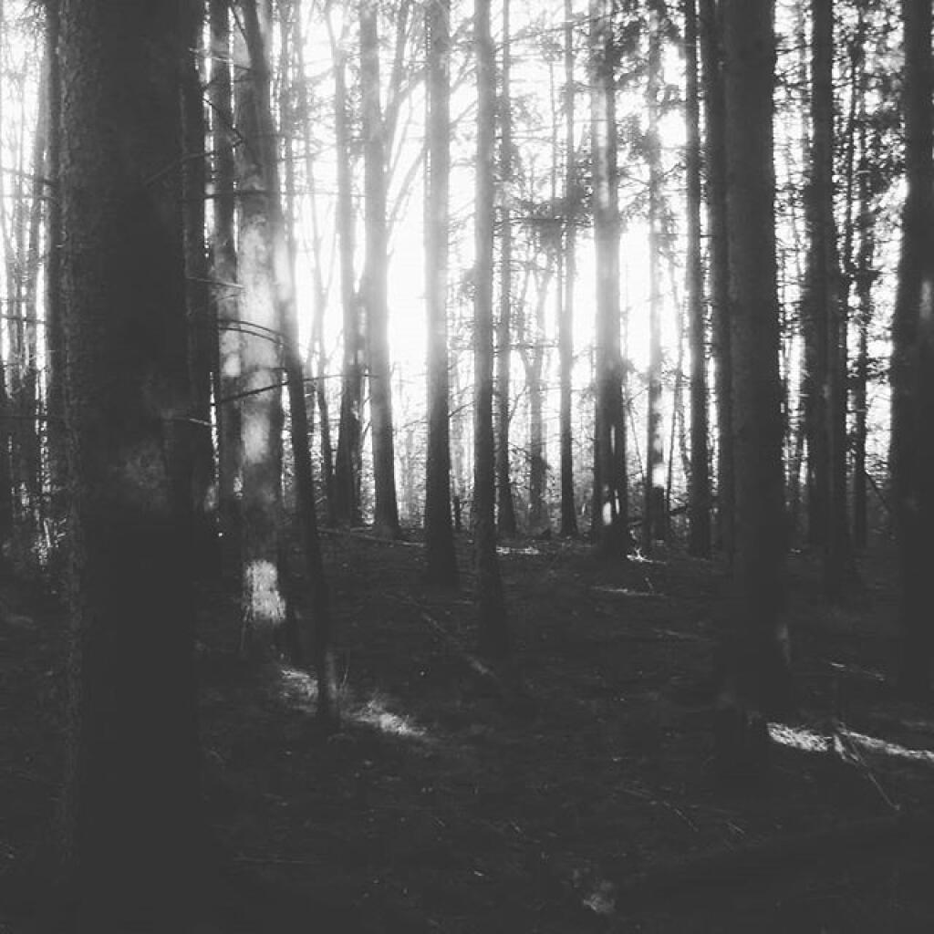 Photo: Bushwhacking Photo: Bushwhacking