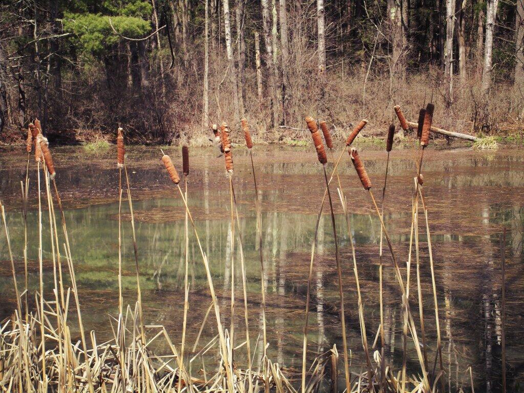 Photo: Cat Tails Photo: Cat Tails