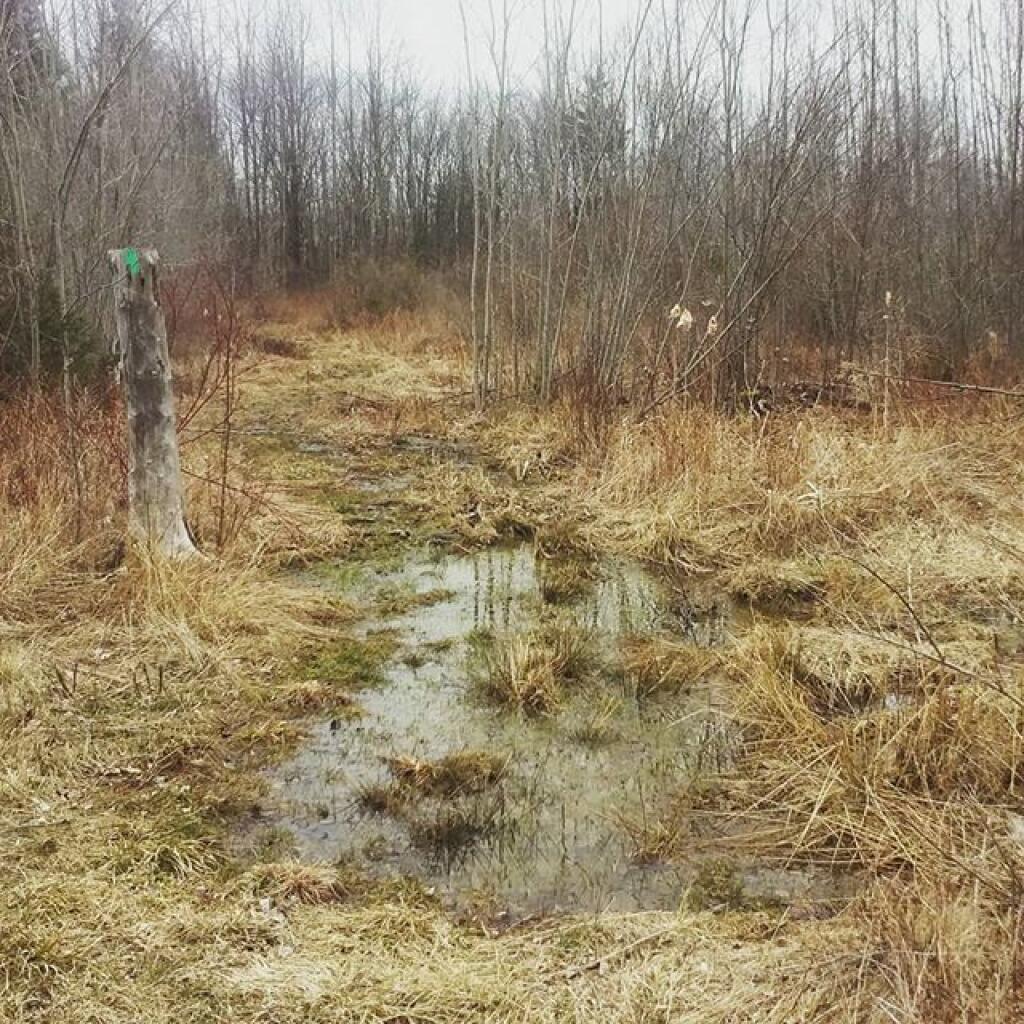 Photo: I don't need to hike on the road, it won't be too wet Photo: I don't need to hike on the road, it won't be too wet