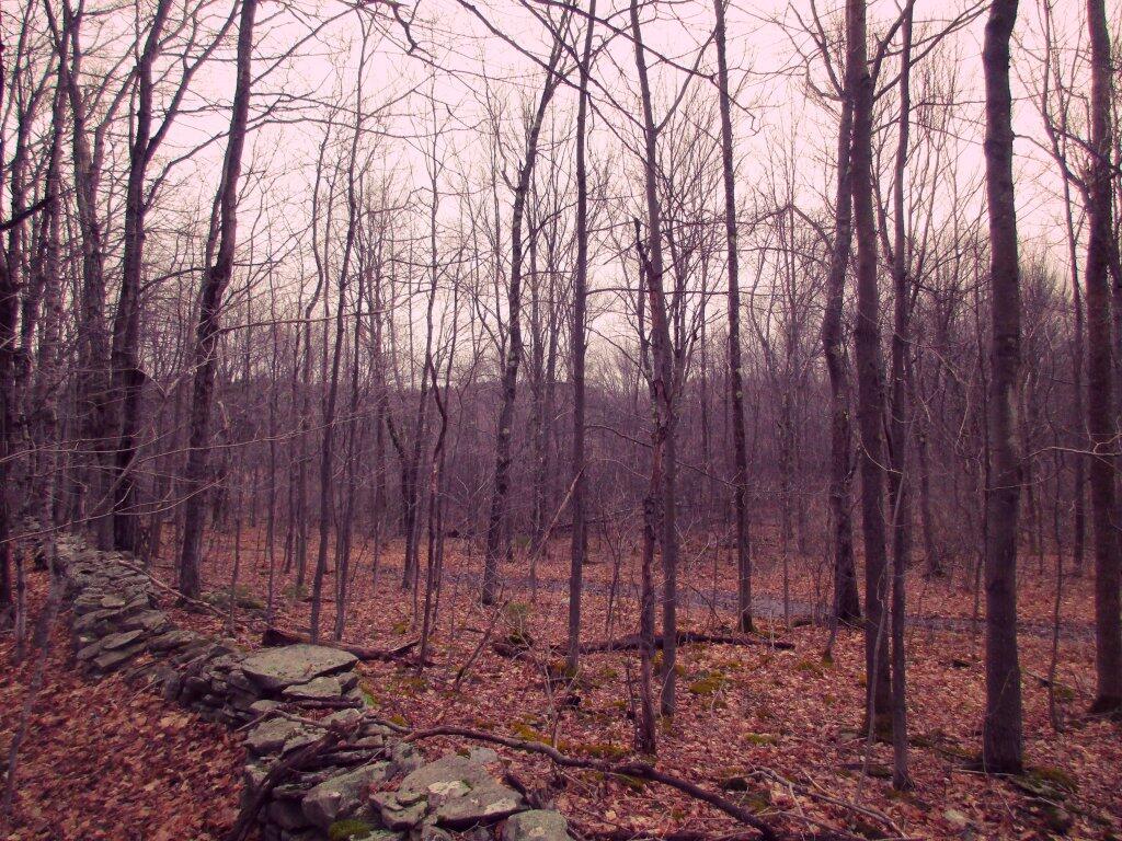 Photo: Long Path Was Muddy Photo: Long Path Was Muddy