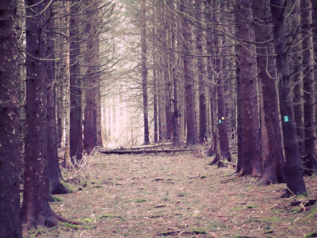 Photo: Long Path Photo: Long Path
