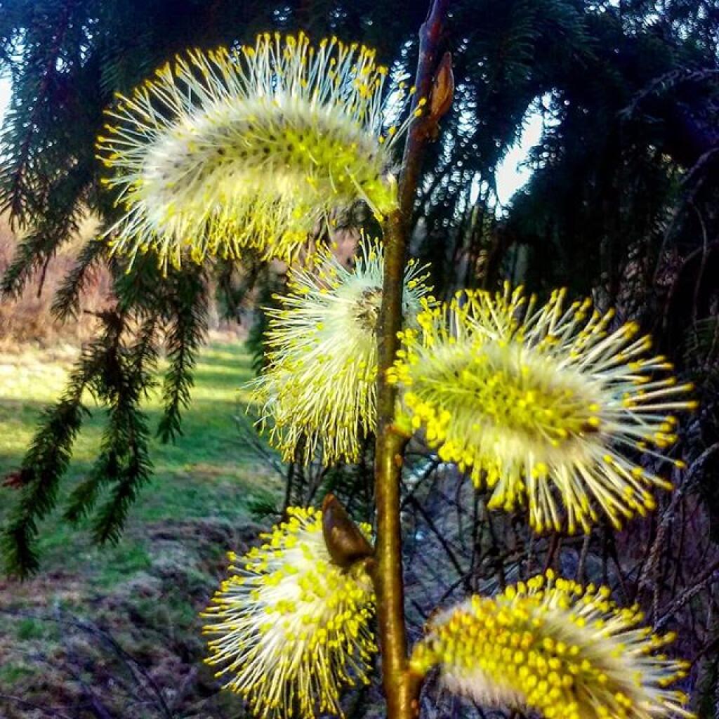 Photo: Pussy Willows! Photo: Pussy Willows!