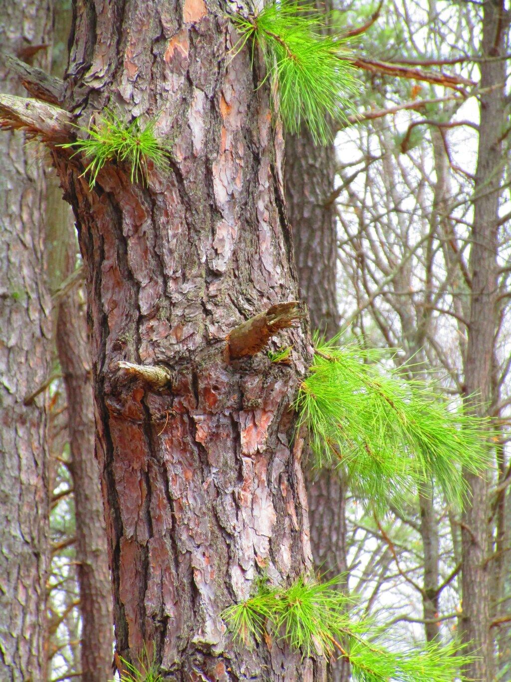 Photo: Pitch Pine Sprout Photo: Pitch Pine Sprout