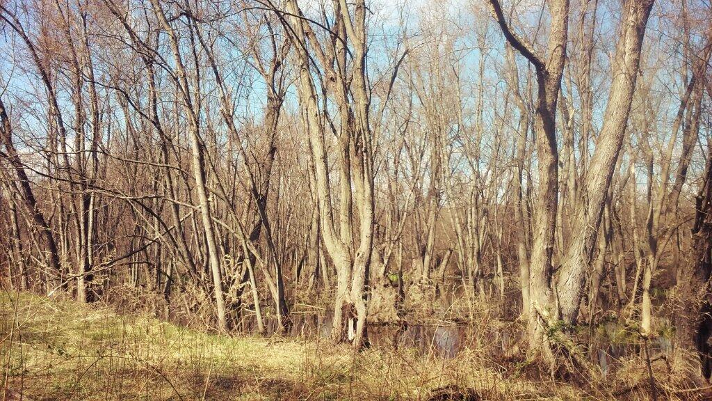 Photo: Wetlands Along The Trail Photo: Wetlands Along The Trail